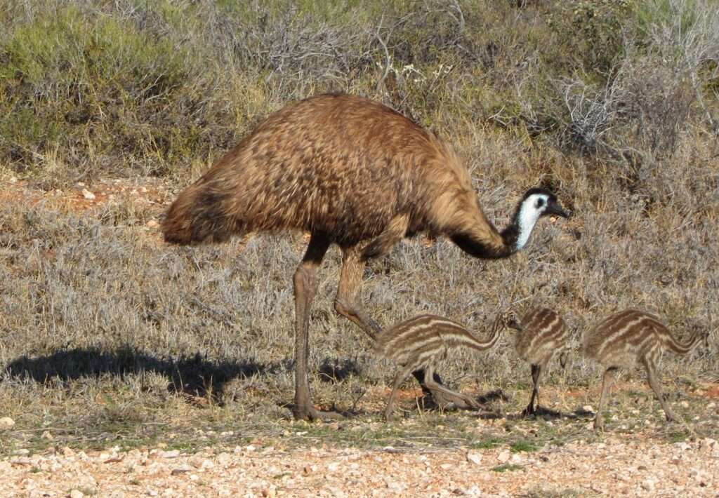 Emu