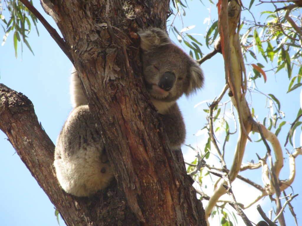 Koala