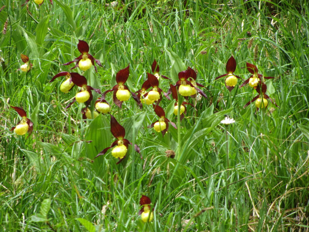 Geschützte Orchideen im Kanton Uri, Frauenschuh