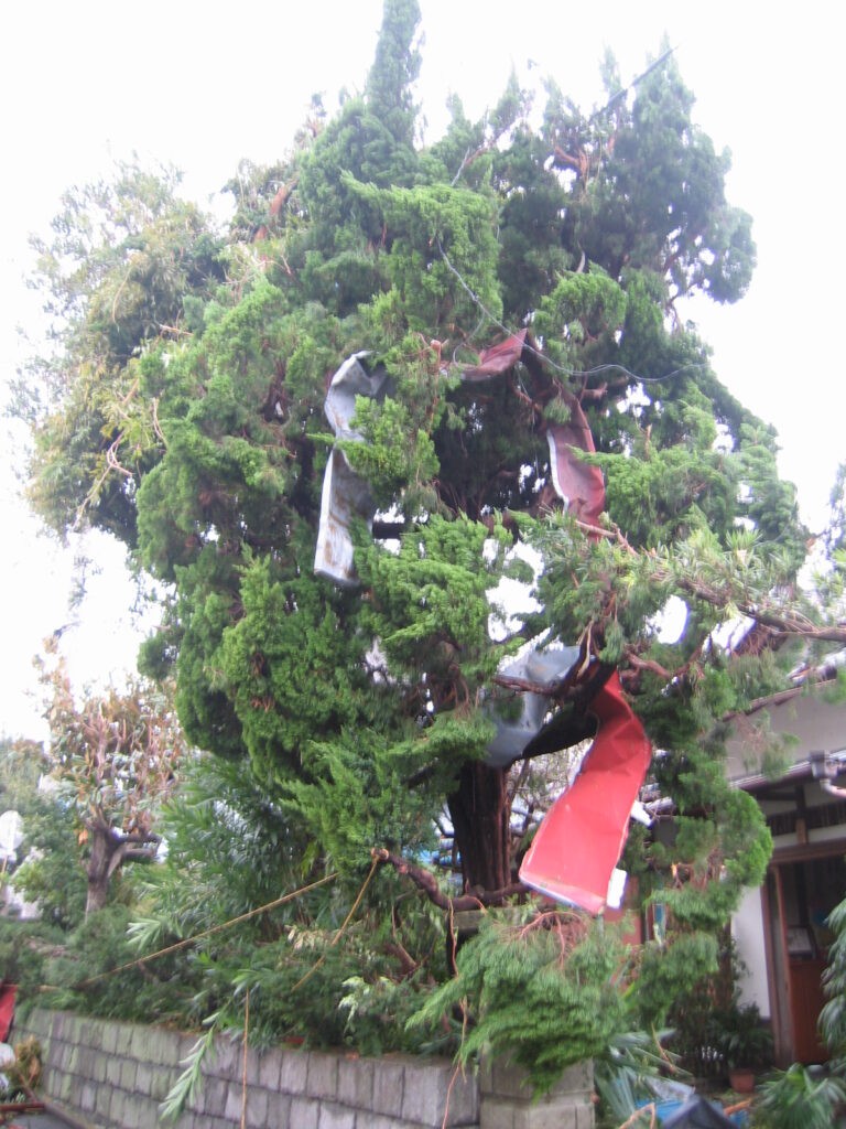 Baum mit aufgefangenem Flugmaterial