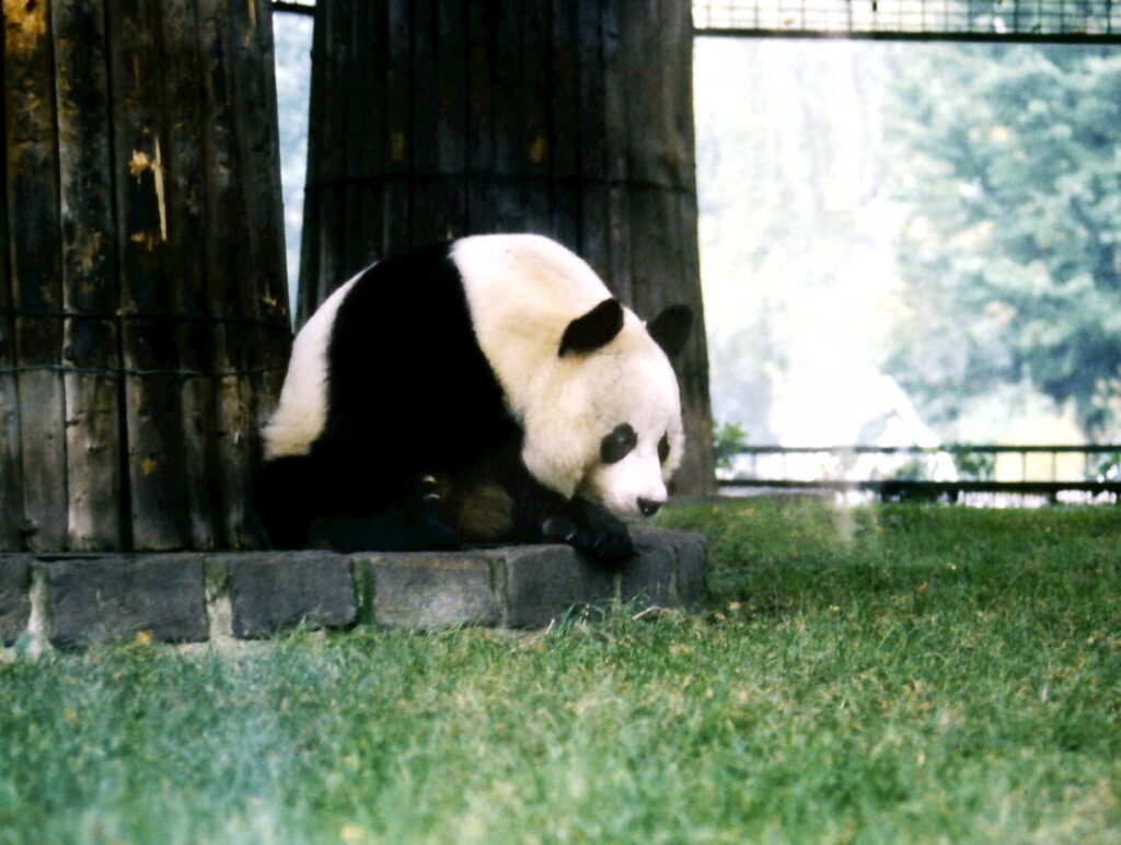 Berliner Zoo, Grosser Panda